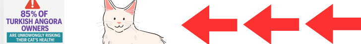 Banner Ad